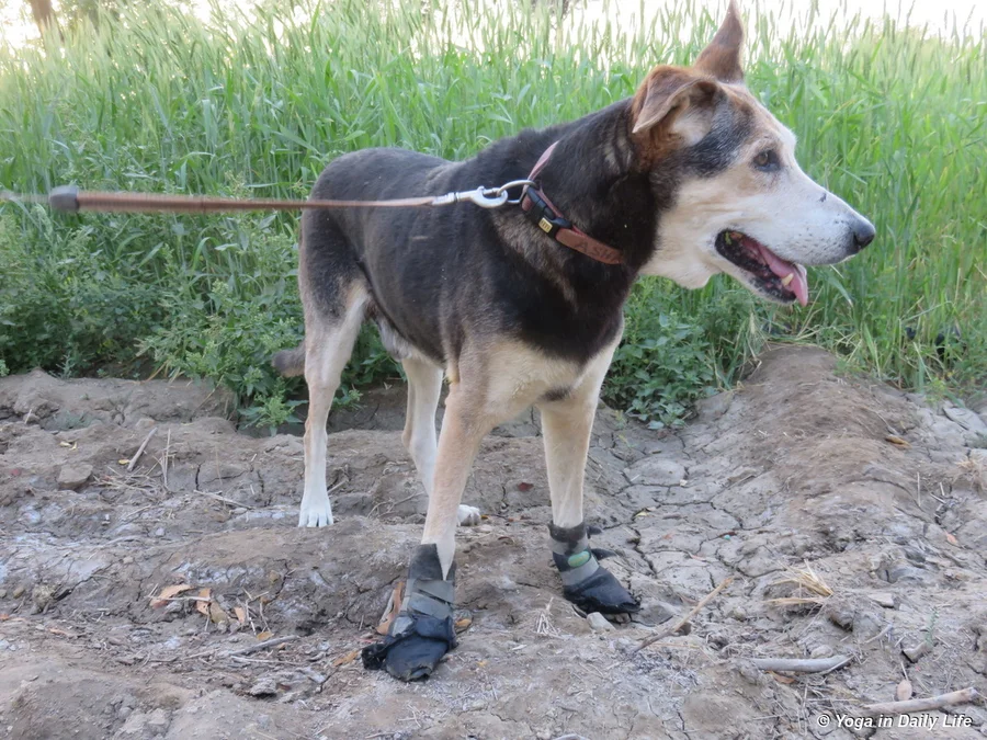 sometimes Chetan helps to fertilise the kheti with natural urea 72dpi 1200 wm